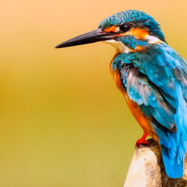 A kingfisher