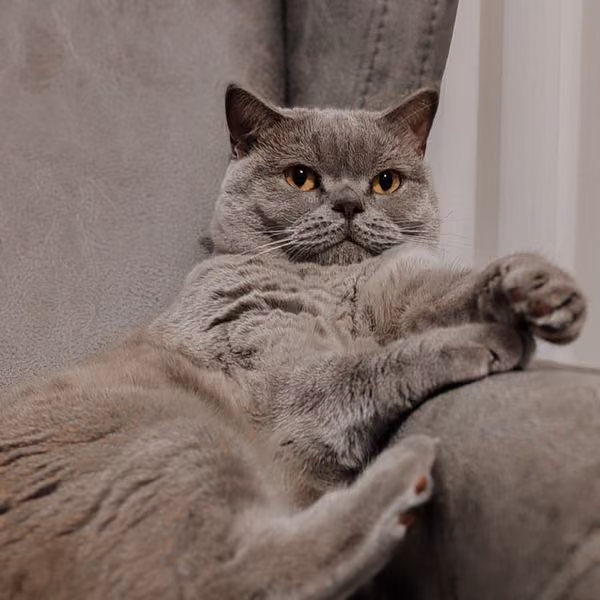 A gray cat