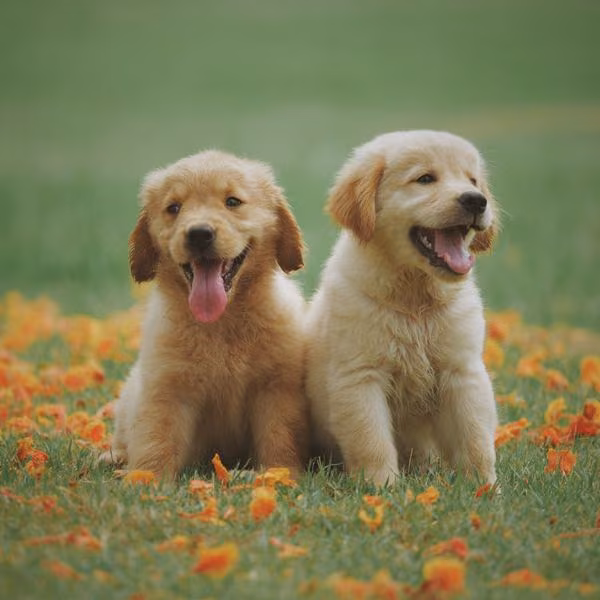 Golden puppies
