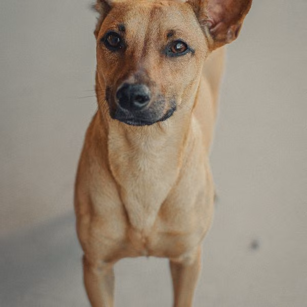 A tan dog against a plain background