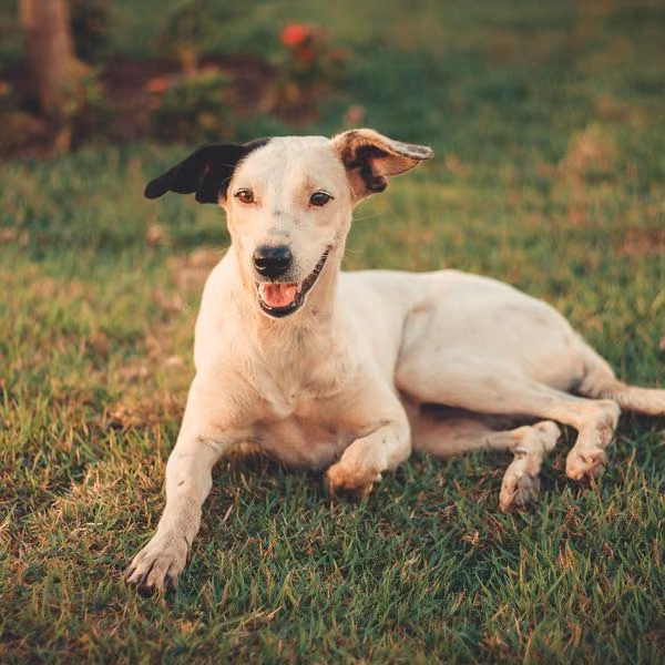 A white dog